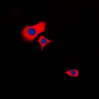 3 - Anti-HSPB2 Antibody AP60745