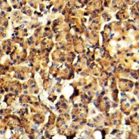 19 - Anti-Arylsulfatase G Antibody AP60750