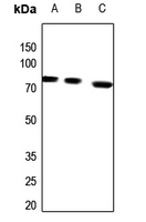 1 - Anti-Arylsulfatase G Antibody AP60750