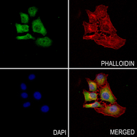 3 - Anti-CBR3 Antibody AP60754