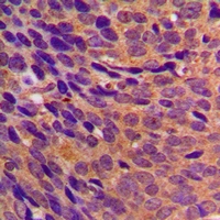 19 - Anti-CBR3 Antibody AP60754