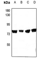 1 - Anti-CEP76 Antibody AP60755