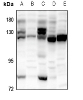 1 - Anti-POLR3B Antibody AP60759