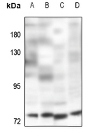 1 - Anti-POLR3E Antibody AP60760