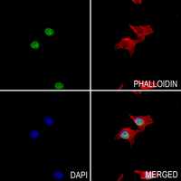 3 - Anti-CCNB1IP1 Antibody AP60761
