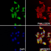 3 - Anti-GGH Antibody AP60765