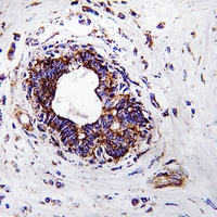 19 - Anti-GGH Antibody AP60765