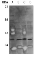 1 - Anti-GGH Antibody AP60765