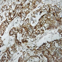 19 - Anti-HLA-DOA Antibody AP60766