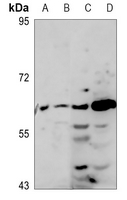 1 - Anti-MINPP1 Antibody AP60768