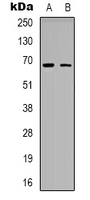 1 - Anti-ME3 Antibody AP60769