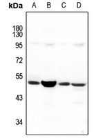 1 - Anti-NBPF5 Antibody AP60770