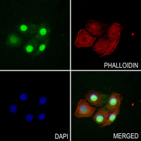 3 - Anti-NUMA Antibody AP60771