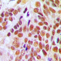 19 - Anti-NUMA Antibody AP60771