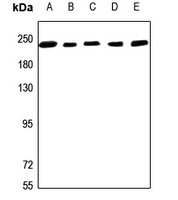 1 - Anti-NUMA Antibody AP60771