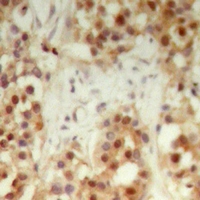 19 - Anti-NXF3 Antibody AP60772