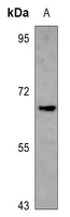 1 - Anti-NXF3 Antibody AP60772