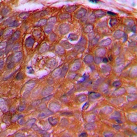 19 - Anti-PEX2 Antibody AP60773