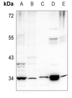 1 - Anti-PEX2 Antibody AP60773