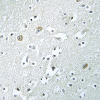 19 - Anti-PLA1A Antibody AP60774