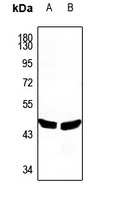 1 - Anti-PLA1A Antibody AP60774