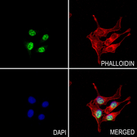 3 - Anti-LUC7L2 Antibody AP60776