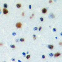 19 - Anti-PWWP2B Antibody AP60777