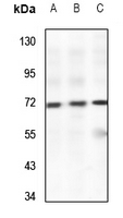 1 - Anti-PWWP2B Antibody AP60777