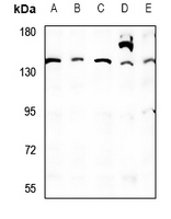1 - Anti-QSK Antibody AP60778