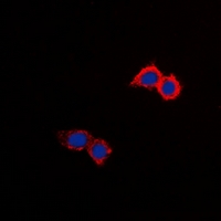 3 - Anti-NHE8 Antibody AP60781
