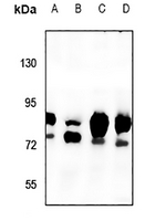 1 - Anti-NHE8 Antibody AP60781