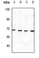 1 - Anti-SPAK Antibody AP60783