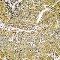 19 - Anti-SVOP Antibody AP60784