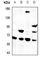 1 - Anti-SVOP Antibody AP60784