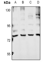 1 - Anti-Ubiquilin 4 Antibody AP60787