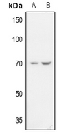 1 - Anti-ZP1 Antibody AP60788