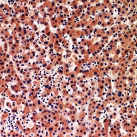 19 - Anti-IGFBP1 Antibody AP60790