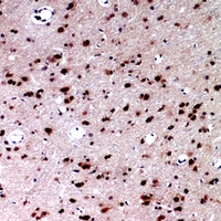 19 - Anti-Layilin Antibody AP60791