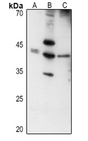 1 - Anti-Layilin Antibody AP60791