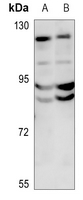 1 - Anti-DPD Antibody AP60792