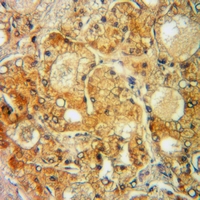 19 - Anti-PORIN Antibody AP60793