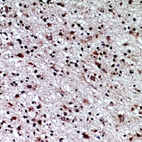 19 - Anti-CD84 Antibody AP60794