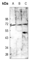1 - Anti-CD84 Antibody AP60794