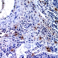 19 - Anti-CD300f Antibody AP60795