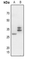 1 - Anti-CD300f Antibody AP60795