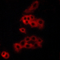 3 - Anti-Panopsin Antibody AP60798