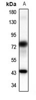 1 - Anti-Panopsin Antibody AP60798