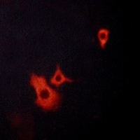 3 - Anti-GPR37L1 Antibody AP60800