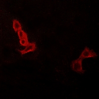 3 - Anti-GPR137C Antibody AP60801