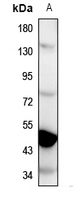 1 - Anti-GPR137C Antibody AP60801